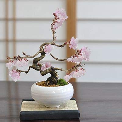 22年 高級な桜盆栽おすすめ人気ランキング6選 選び方やコスパ最強製品も ツルマガ